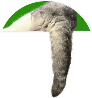 🤷‍♀️ 160cd7bc mèo, đuôi, động vật, nhà, thú cưng, mềm mại, dễ thương, xanh lá cây telegram sticker