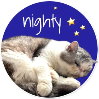 😴 81bd38c1 nighty mèo, ngủ, đêm, sao, động vật, thú cưng telegram sticker