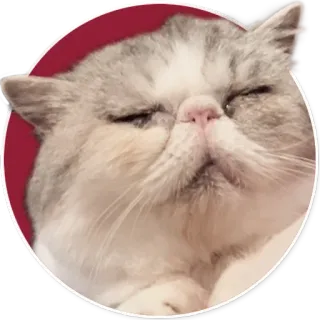 ❤️ ac5757ad mèo, thú cưng, động vật, dễ thương, nhà, Exotic Shorthair telegram sticker