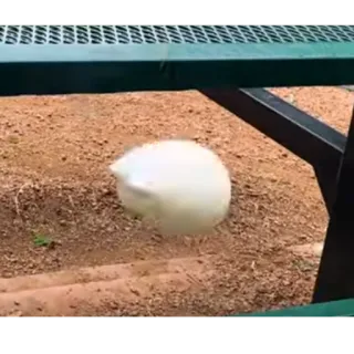 😐 bb6199d1 telegram sticker