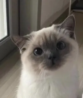 Ты котик :: @fStikBot telegram stickers