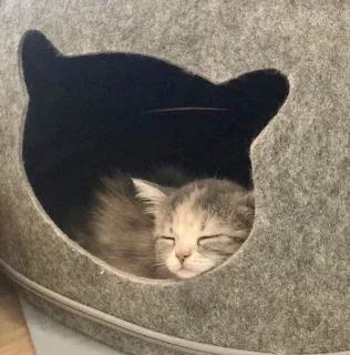 💖 22468c42 แมว, ลูกแมว, หลับ, สัตว์เลี้ยง, สัตว์, น่ารัก, ในร่ม telegram sticker