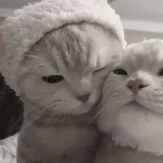 ❤️ 3f295126 แมว, ลูกแมว, น่ารัก, สัตว์, สัตว์เลี้ยง, กอด, สีขาว, มิตรภาพ telegram sticker