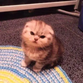 💖 6da1cbb9 แมว, ลูกแมว, สัตว์เลี้ยง, สก็อตติชโฟลด์, สัตว์, น่ารัก, เลี้ยงในบ้าน telegram sticker