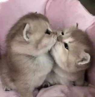 ❤️ 793c788a ลูกแมว, แมว, น่ารัก, สัตว์, สัตว์เลี้ยง, จูบ telegram sticker