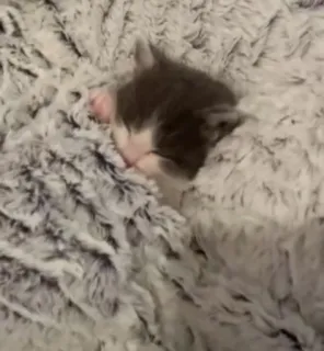 ❤️ a5d19082 ลูกแมว, แมว, นอนหลับ, สัตว์, สัตว์เลี้ยง telegram sticker