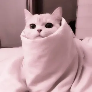 ❤️ b22eb106 แมว, สัตว์, น่ารัก, ผ้าห่ม, น่าเอ็นดู telegram sticker