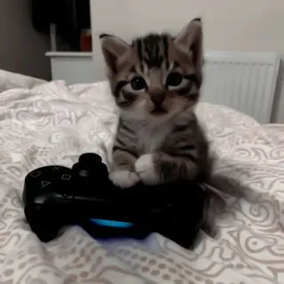 💖 b6c6b014 แมว, ลูกแมว, คอนโทรลเลอร์, เกมมิ่ง, น่ารัก, สัตว์เลี้ยง, สัตว์ telegram sticker
