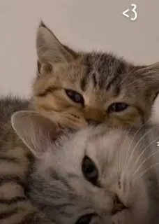 ❤️ dc1de662 <3 แมว, ลูกแมว, สัตว์, น่ารัก, ความรัก telegram sticker