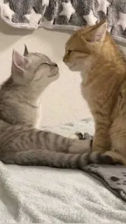 ❤️ f6ca36f0 แมว, ลูกแมว, สัตว์, สัตว์เลี้ยง, น่ารัก, น่าเอ็นดู telegram sticker