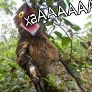 🤣 184aaa05 xaAAAAAAA oiseau, animal, nature, mème, drôle, cri, potoo telegram sticker