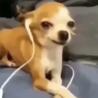 🎶 1df8c822 chien, chihuahua, écouteurs, musique, mignon, animal, animal de compagnie telegram sticker