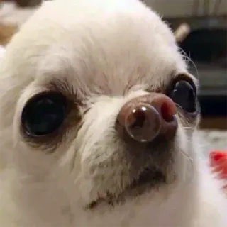 🙃 2192f4b8 chien, petit chien, mignon, animal de compagnie, animal, gros plan, chien blanc telegram sticker