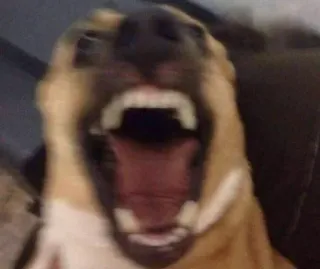 😱 55c5b1dc chien, animal, dents, bouche ouverte, bâillement, animal de compagnie telegram sticker