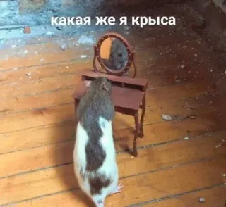 🐀 7c5fdf9c какая же я крыса rat, miroir, animal, mignon, rongeur, drôle telegram sticker