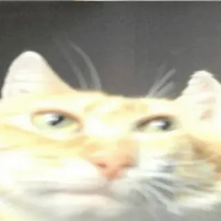 😑 a3aa81ca chat, animal de compagnie, animal, félin telegram sticker