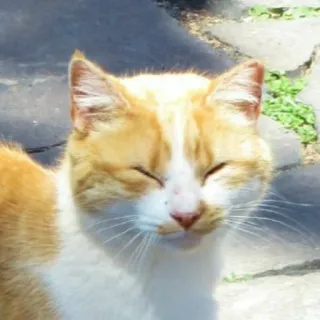 😊 fdcc6bc8 kucing, hewan peliharaan, hewan, domestik, felin telegram sticker