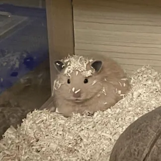 🐹 13990bc1 hamster, dier, huisdier, knaagdier, schattig telegram sticker