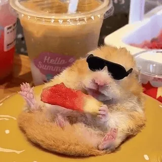 🐹 1a571e24 Hello Summer hamster, watermeloen, zonnebril, zomer, schattig, dier, drankje telegram sticker
