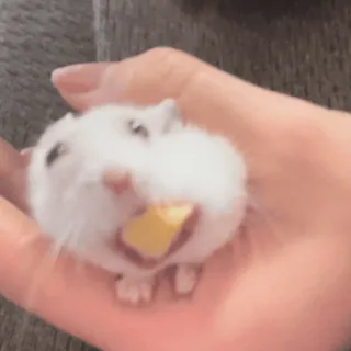 🐹 31417370 hamster, schattig, dier, huisdier, eten, knaagdier telegram sticker