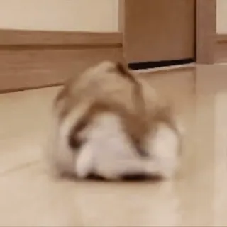 🐹 364b9064 telegram sticker