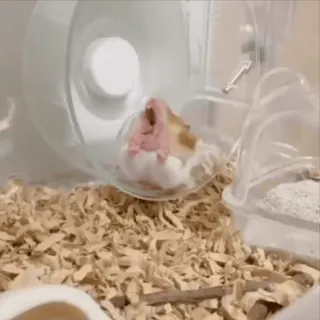 🐹 3ad18594 hamster, rad, huisdier, knaagdier, rennen telegram sticker