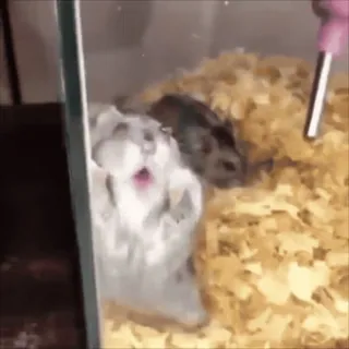 🐹 4dc8d191 hamster, kooi, huisdier, klein dier, knaagdier telegram sticker