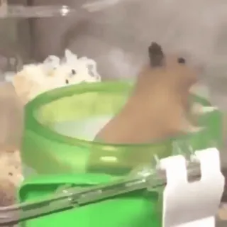 🐹 63b68cbb Hamster, Dier, Bad, Leuk, Huisdier telegram sticker