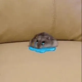 🐹 816a7716 hamster, huilen, verdrietig, dier, schattig, tranen telegram sticker