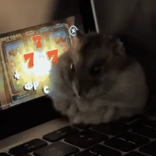 🐹 85435f44 hamster, gokken, laptop, casino, gokkast telegram sticker