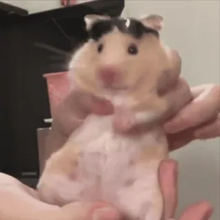 🐹 90069038 hamster, huisdier, dier, zonnebril, schattig telegram sticker