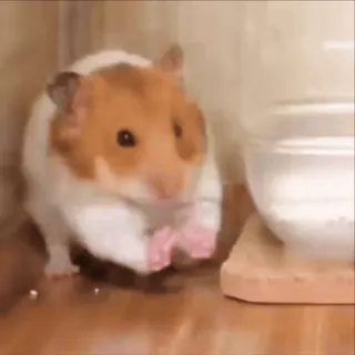 🐹 a288f3c8 hamster, knaagdier, schattig, dier, huisdier telegram sticker