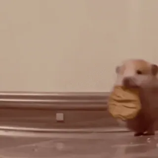 🐹 a8dccbf9 hamster, schattig, dier, koekje, eten telegram sticker