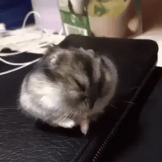 🐹 bee16abd hamster, knaagdier, schattig, huisdier, dier telegram sticker