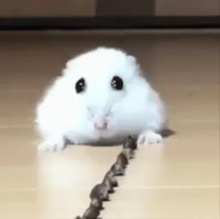 🐹 cf64c418 hamster, knaagdier, dieren, schattig, piepklein telegram sticker