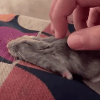 🐹 ea343b2d hamster, huisdier, schattig, dier, slapend telegram sticker