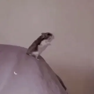 🐹 f4502e2a hamster, knaagdier, schattig, dier, huisdier telegram sticker