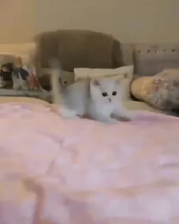 😃 53278cc0 gatinho, gato, animal de estimação, fofo, animal telegram sticker