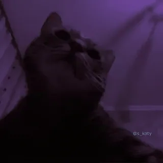 😮 a49ae1d6 _s_koty gato, animal de estimação, animal, escuro, meme telegram sticker