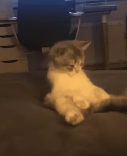 🥵 aeb2992e gato, animal, engraçado, fofo, animal de estimação telegram sticker