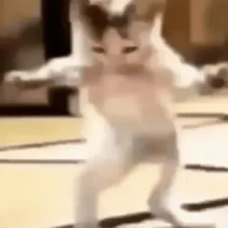 😄 aed41343 gato, dança, animal, engraçado, meme telegram sticker