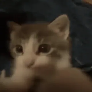 😘 cc42869c gato, dedo do meio, ofensivo, animal, animal de estimação telegram sticker