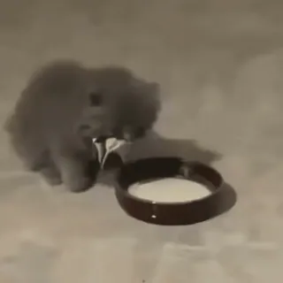 💧 cd941c89 gato, gatinho, leite, fofo, animal, animal de estimação telegram sticker