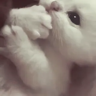 🐾 e718706b gato, gato branco, fofo, animal de estimação, animal telegram sticker