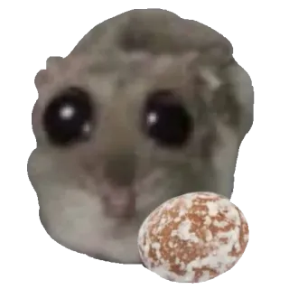 🍪 0a631660 criceto, carino, animale, animale domestico, roditore, cibo, rotondo telegram sticker