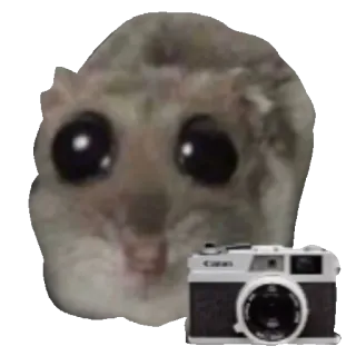 📷 2a295cc0 criceto, fotocamera, carino, animale, meme, divertente telegram sticker