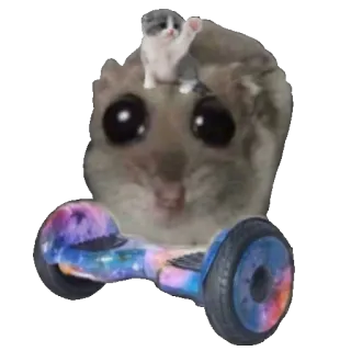 🛼 3769d491 criceto, gatto, hoverboard, carino, animale, adesivo telegram sticker
