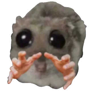 🫴 464062b2 criceto, animale, carino, meme, divertente, roditore, occhi telegram sticker