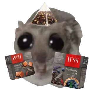 🫖 50f9b86e criceto, tè, TESS, caramello, mirtillo, crostata telegram sticker