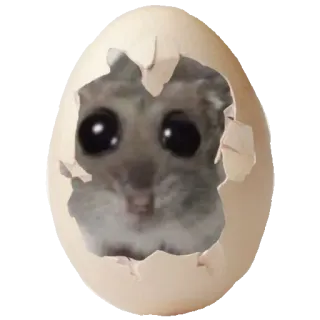 🥚 6babef2a criceto, uovo, animale, carino, animale domestico, roditore telegram sticker